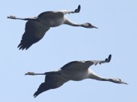 Kranich (Grus grus)  45